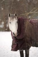 Vente de cheval : Asap