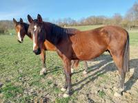 Vente de cheval : Maverick Sicambres