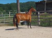 Vente de cheval : Izia Sicambres Z