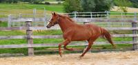Vente de cheval : Fantasme Sicambres