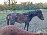 Vente de cheval : Ondine Sicambres