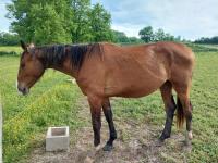 Vente de cheval : Izia Sicambres Z