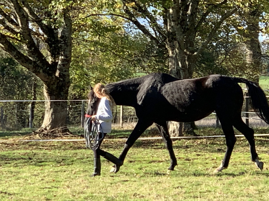 pouliniere trotteur a vendre