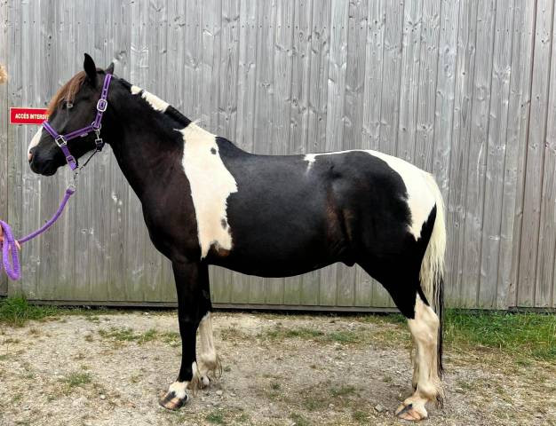 Vente de poney