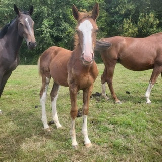 Vente de cheval : PENJAB D HERLONE