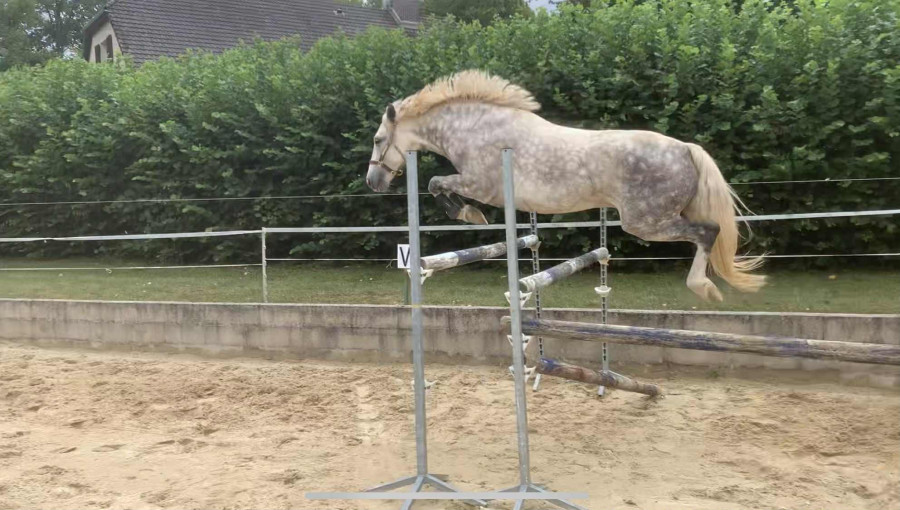 Vente de poney