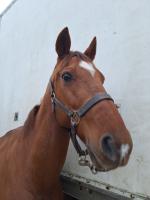 Vente de cheval : Eole d'Herpe