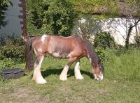 Vente de cheval : TILLIA