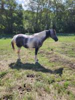 Vente de cheval : LIKA DE L'ETANG 