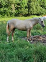 Vente de poney