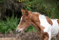 Vente de poney