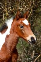 Vente de cheval : Promess des Amandiers