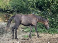 Vente de poney