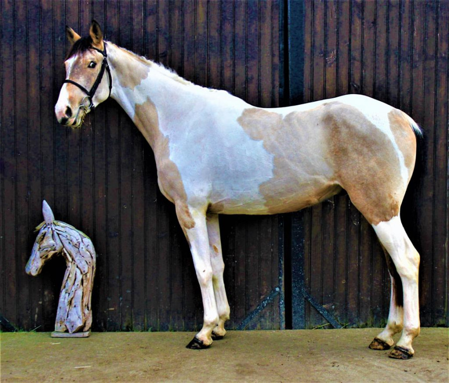 Rare cheval de sport 4ans Pie Isabelle