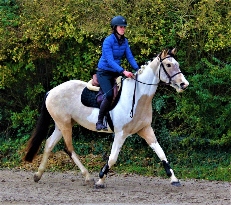 Rare cheval de sport 4ans Pie Isabelle