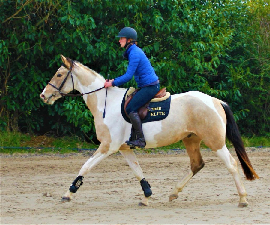 Rare cheval de sport 4ans Pie Isabelle