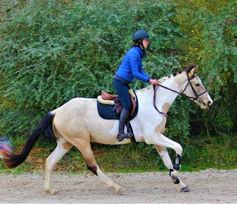 Rare cheval de sport 4ans Pie Isabelle