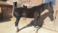 Vente de cheval : KASPER V
