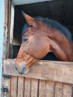 Vente de cheval : GABIN DE COURCEL