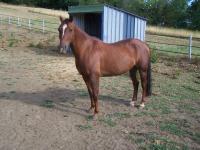 Vente de cheval : GAMIN