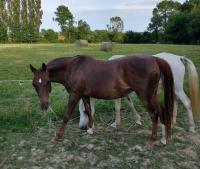 Vente de cheval : Titia des Gamones