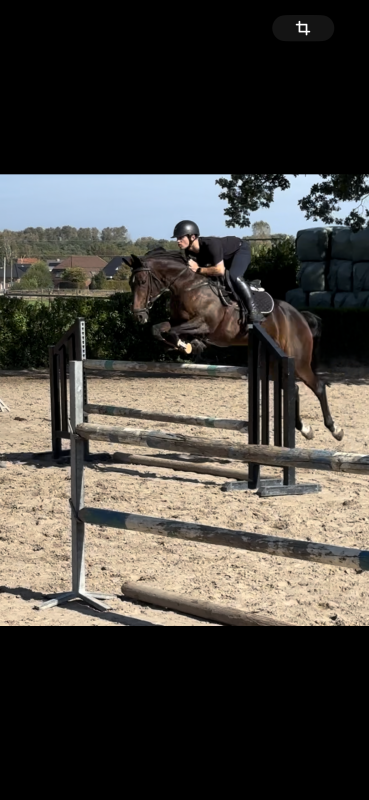 Vente de cheval : Euphorbia 