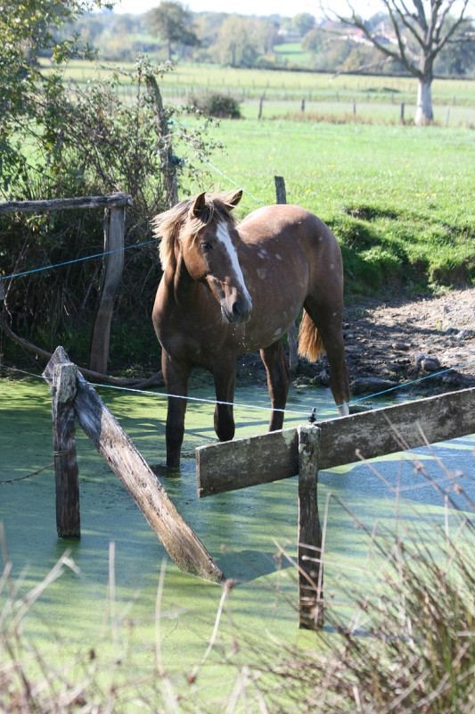 Vente de chevaux