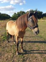 Vente de cheval : Dorado 
