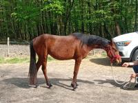Vente de poney