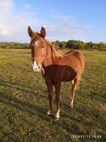 Vente de cheval : marzouk d 'atur