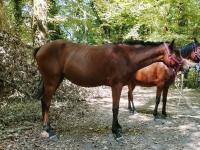 Vente de cheval : maya d 'atur