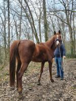Vente de cheval : kadidja d atur