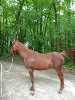 Vente de cheval : kadidja d 'atur