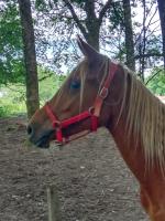 Vente de cheval : nadir d 'atur