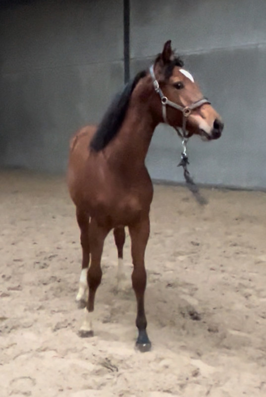 Vente de cheval : Tara Van TR Z