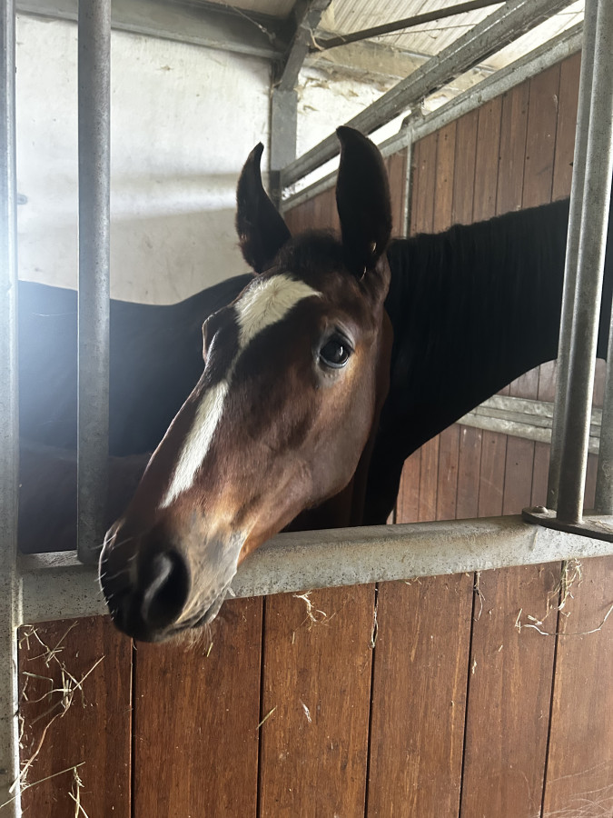 Vente de cheval : Twenty Van TR Z