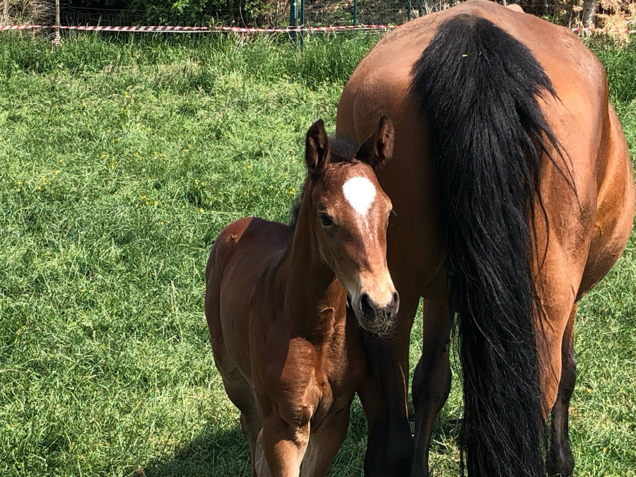 Vente de cheval : Tessie Van TR Z