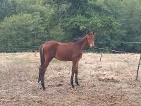 Vente de cheval : Sooike de la Tour d Augusta 