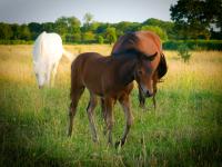 Vente de poney