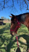 Vente de cheval : Katy de Lagarde
