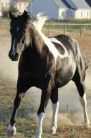 Vente de cheval : TOO MUCH TEXAS CHIC
