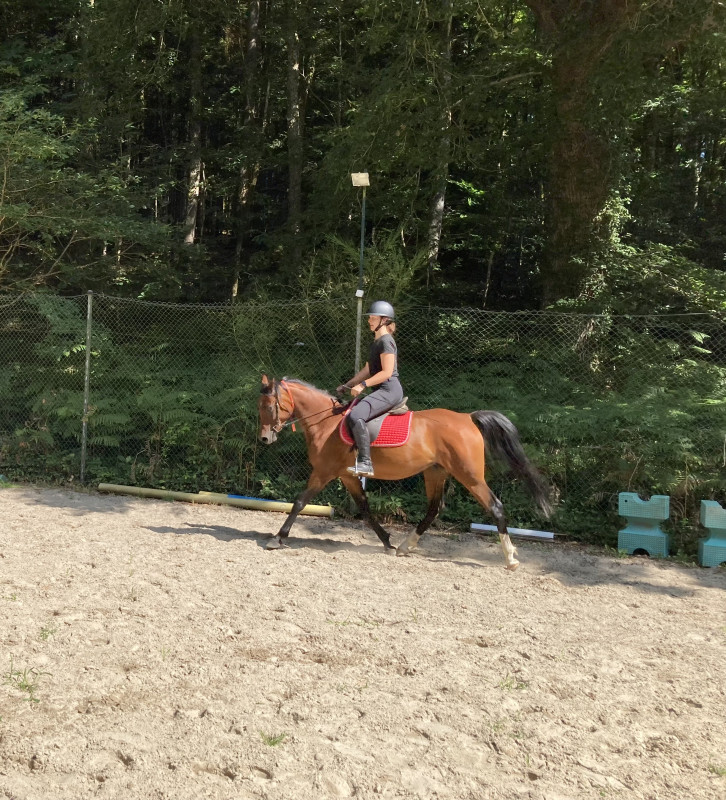 Vente de cheval : Khalie du Chne