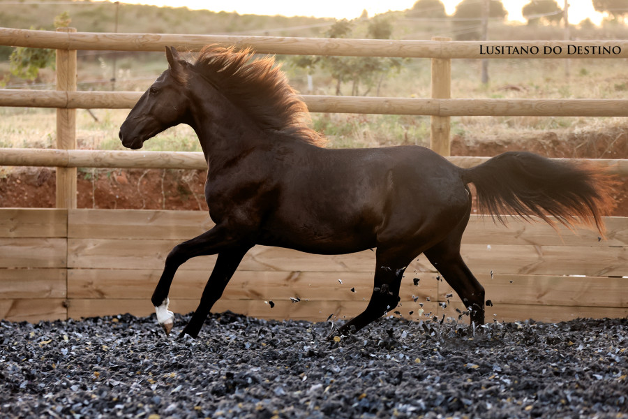 Vente de cheval : Onyx do Destino