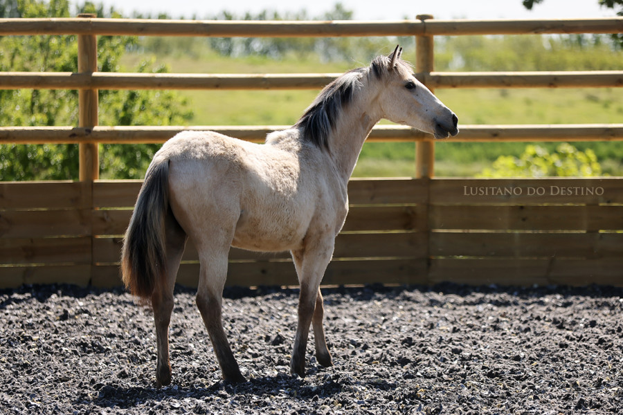 Vente de cheval : Ozalee do Destino