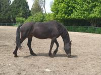 Vente de cheval : jaina du centaure