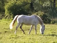 Vente de cheval : Armione du Centaure