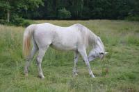 Vente de cheval : Armione du centaure