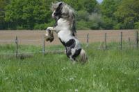 Vente de cheval : Bony des champs d'or