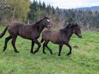 Vente de cheval : Ozina