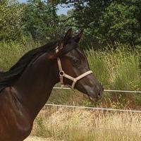 Vente de cheval : Origane Mystre 